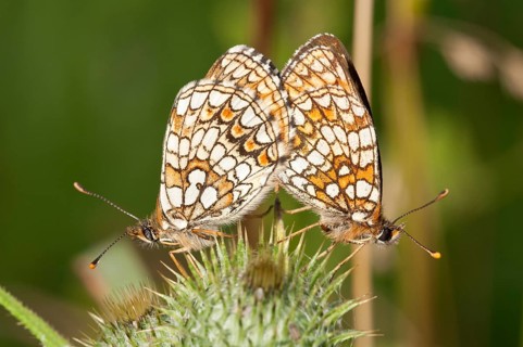 Heath Fritillary (Melitaea athalia)