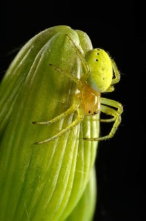 Cucumber Green Spider (Araniella cucurbitina)