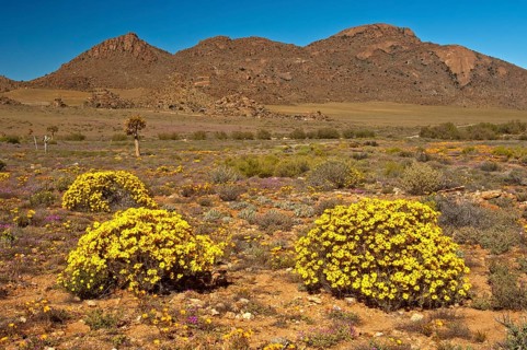 Yellow flowers of the Skaapbos Shrub