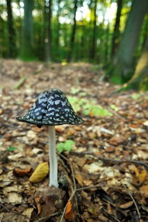 Magpie Inkcap or Magpie Fungus (Coprinus picaceus) growing in a beech forest
