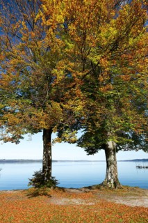 Autumnal beech trees (Fagus) at Lake Starnberg
