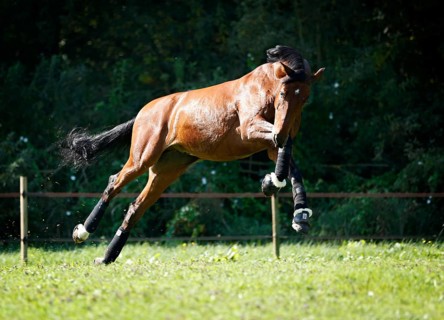 Holsteiner horse