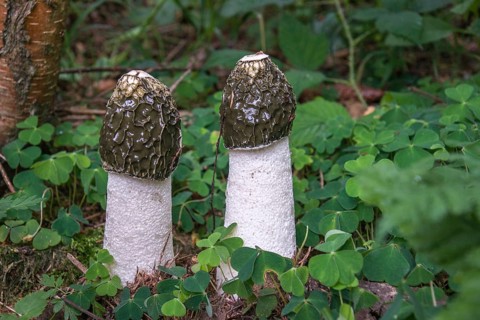 Common Stinkhorn (Phallus impudicus)