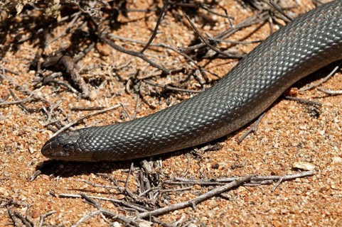 Mole Snake (Pseudaspis cana)
