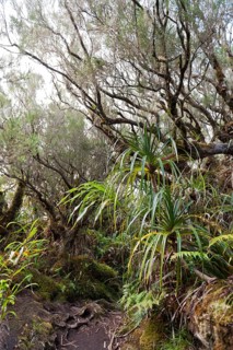 Tropical rainforest