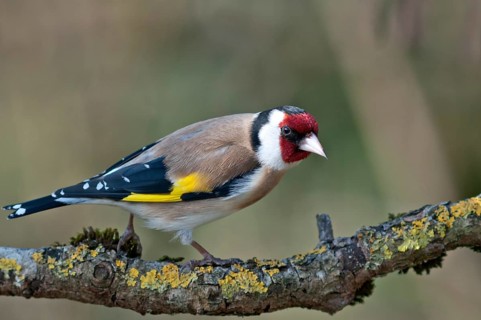 European Goldfinch or Goldfinch (Carduelis carduelis)