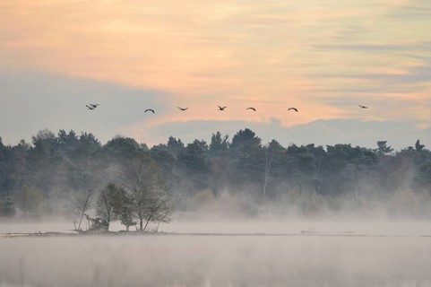 Cranes (Grus grus) flying over wetlands in the morning