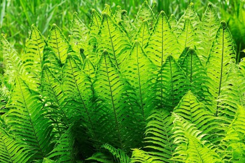 Ostrich Fern or Shuttlecock Fern (Matteuccia struthiopteris)