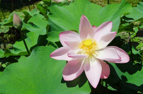 Lotus or Indian Lotus (Nelumbo nucifera)