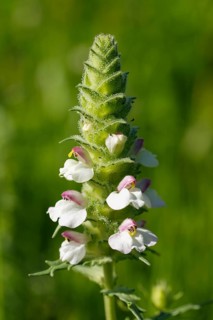 Colourful Mediterranean Lineseed (Bellardie trixago)