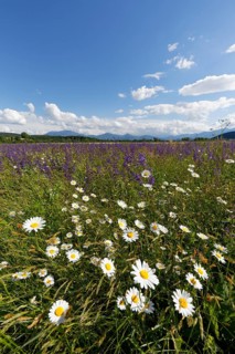 Flower meadow with Daisies (Leucanthemum) and Meadow Sage (Salvia pratensis)