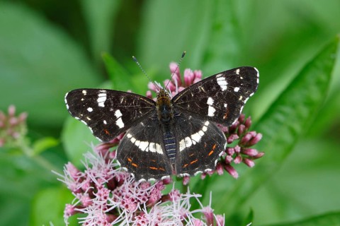 Map butterfly (Araschnia levana)