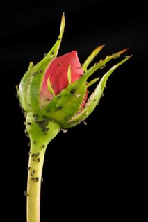 Colony of Large Rose Aphids (Macrosiphum rosae)