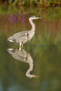 Grey Heron (Ardea cinerea)