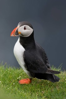 Puffin (Fratercula arctica)