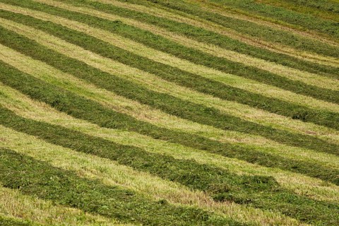 Mowed hay field with a striped pattern
