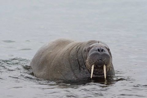 Walrus (Odobenus rosmarus)