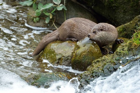 Otter (Lutra lutra)