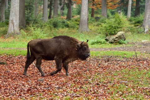 Wisent or European Bison (Bison bonasus)