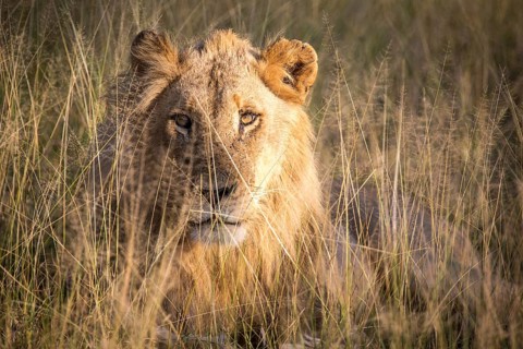 African Lion (Panthera leo)
