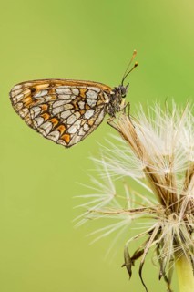 Knapweed fritillary (Melitaea phoebe) sits on dandelion seed stand