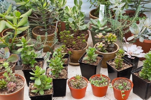 Mixed succulent plants with Echeveria elegans (Echeveria elegans)