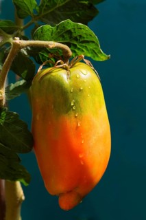 San Marzano tomatoes (Pomodoro San Marzano dell'Agro Sarnese Nocerino DOP)