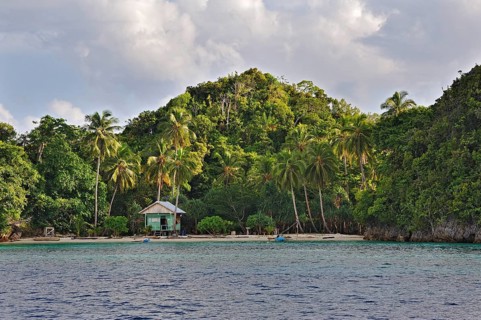 Coconut Palms (Cocos nucifera)