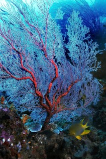 Gorgonian or Sea Fan (Scleraxonia)