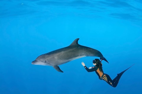Freediver and Bottlenose dolphin (Tursiops truncatus)