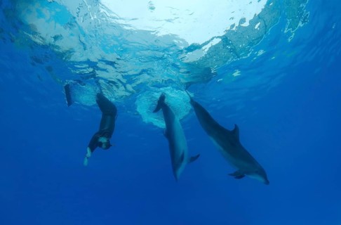 Freediver and Bottlenose dolphins (Tursiops truncatus)