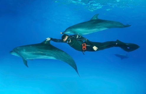 Freediver and Bottlenose dolphins (Tursiops truncatus)