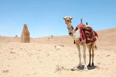 Camel (Camelus dromedarius) near Tower tomb