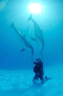 Scuba diver and a Bottlenose Dolphin (Tursiops truncatus)
