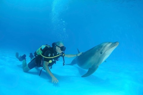 Scuba diver and a Bottlenose Dolphin (Tursiops truncatus)