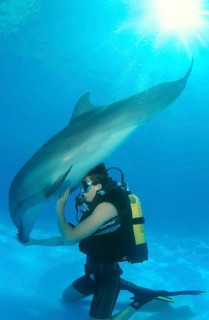 Scuba diver and a Bottlenose Dolphin (Tursiops truncatus)