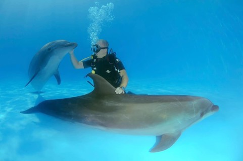 Scuba diver and Bottlenose Dolphins (Tursiops truncatus)