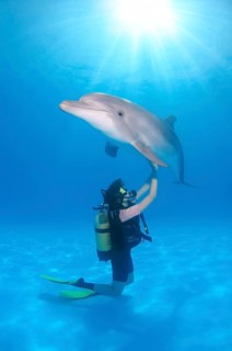 Scuba diver and a Bottlenose Dolphin (Tursiops truncatus)