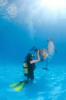Scuba diver and Bottlenose Dolphins (Tursiops truncatus)