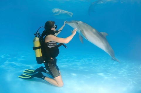 Scuba diver and a Bottlenose Dolphin (Tursiops truncatus)