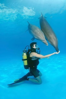Scuba diver and Bottlenose Dolphins (Tursiops truncatus)