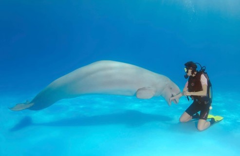 Scuba diver and Beluga or White Whale (Delphinapterus leucas)