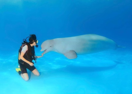 Beluga or White Whale (Delphinapterus leucas) and a scuba diver