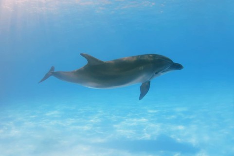 Bottlenose Dolphin (Tursiops truncatus)