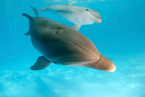 Bottlenose Dolphins (Tursiops truncatus)
