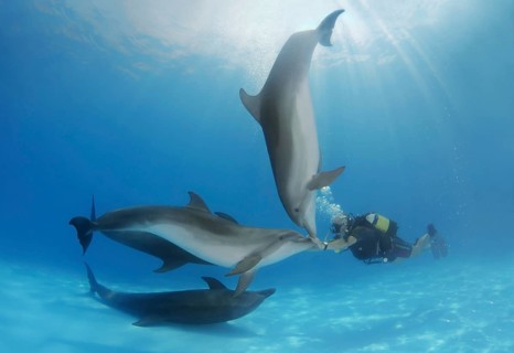 Scuba diver and Bottlenose Dolphins (Tursiops truncatus)