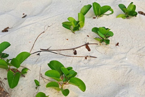Beach Morning Glory (Calystegia soldanella) in the sand