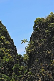 Coconut Palms (Cocos nucifera) on a steep cliff