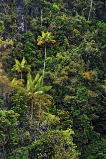 Coconut Palms (Cocos nucifera) on a steep cliff