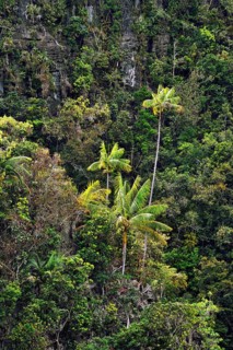 Coconut Palms (Cocos nucifera) on a steep cliff